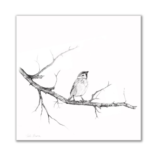 Single Sparrow