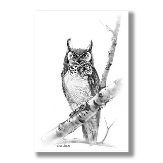 Woodland Owl Charcoal Drawing