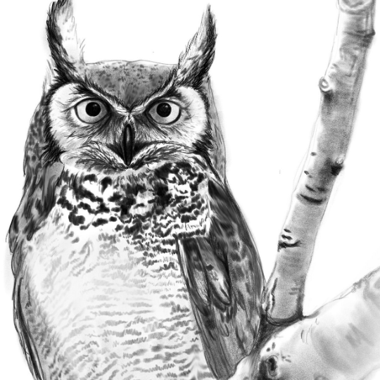 Woodland Owl Charcoal Drawing