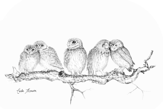 Five Owls